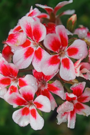 Lots of Flowers